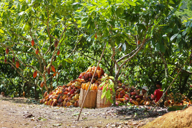 Valrhona's cocoain Brasil