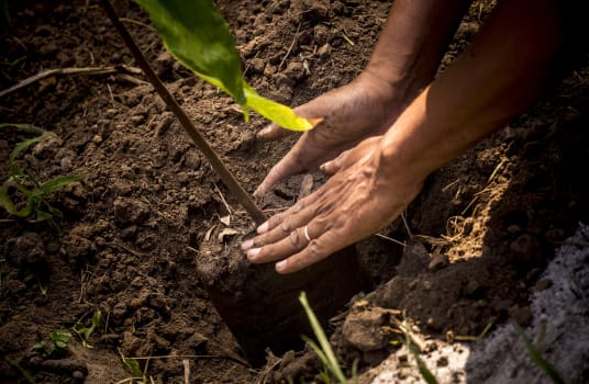 cocoa tree plantation in Madagascar