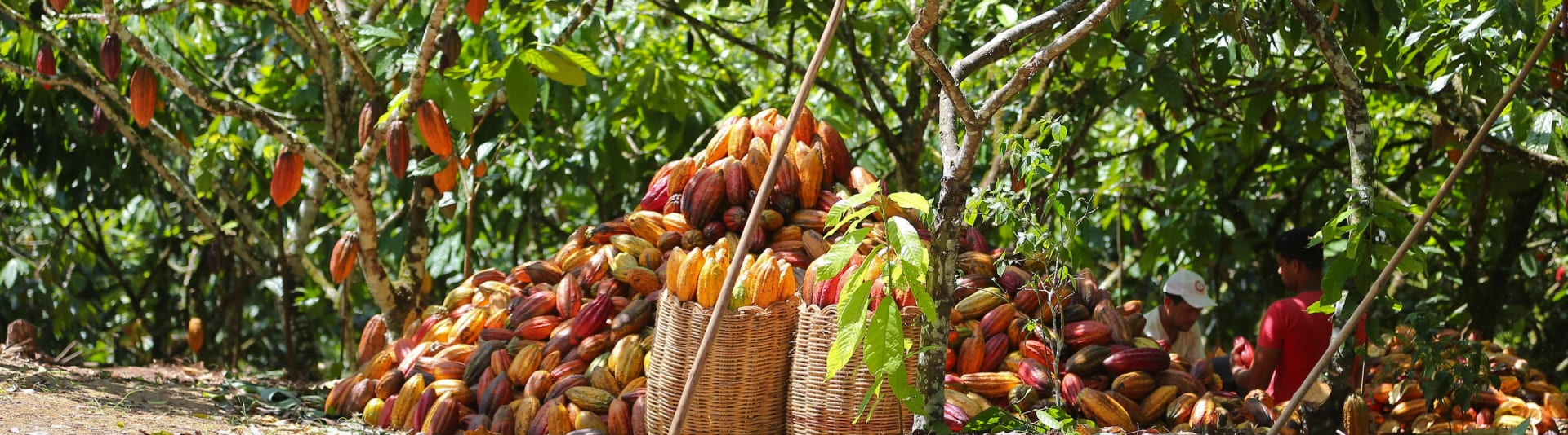 Valrhona's cocoa in Brasil