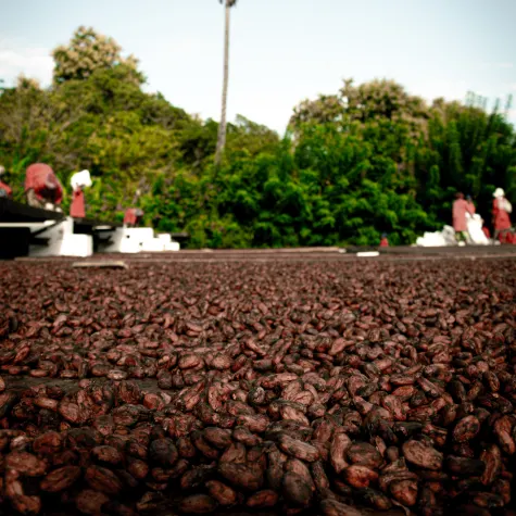 malagasy cocoa valrhona