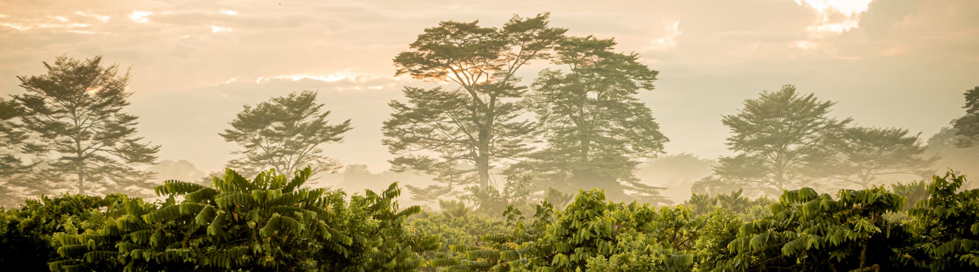 Trees in cocoa plantation in Madagascar