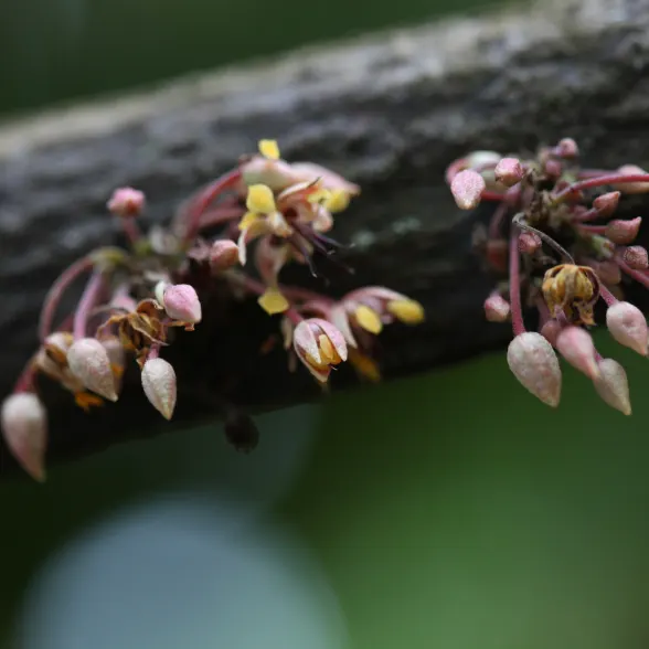 fleur de cacao